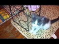 More Beautiful Pussy Cats 
