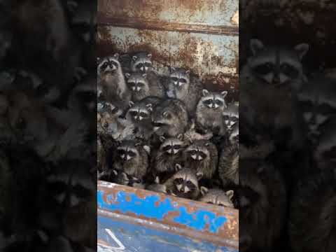 Video: ¿Cómo se llama un grupo de mapaches?