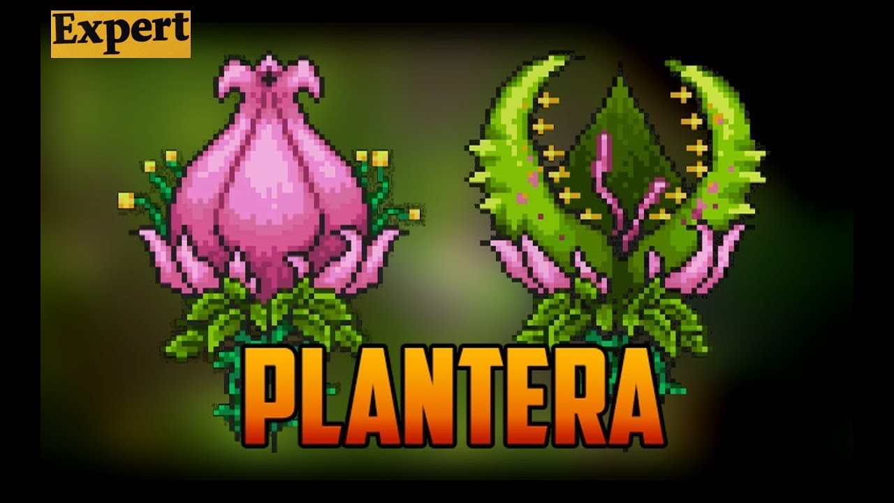 Como Derrotar Terraria Plantera?