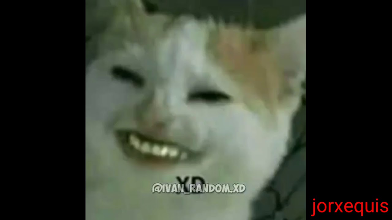 Кот с улыбкой мем с зубами Videos ramdom wtf - YouTube