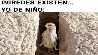 MEMES VARIADOS #430