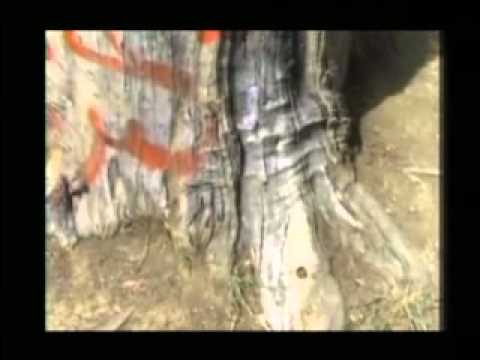 In Honor of Segorea Te/Glen Cove (part 1 of 3)
