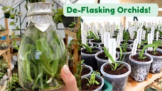 De-Flasking Orchids 🌱 There's SO MANY!
