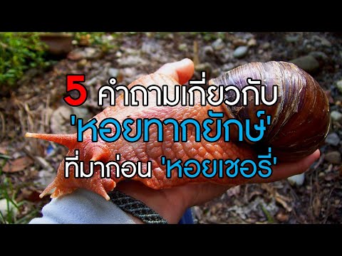 5 คำถามเกี่ยวกับ 'หอยทากยักษ์' ที่รุกรานไทยอย่างเนียนและมาก่อน 'หอยเชอรี่'