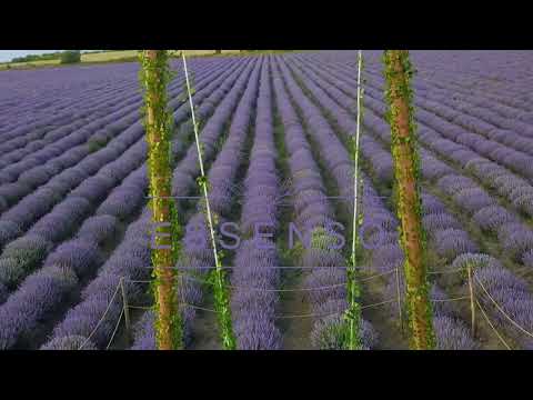 Qəbələ Lavanda Essenso 27.05.2023 yenidən açılırıq