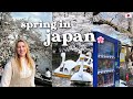 Spring in japan   cherry blossom hunting  inokashira park shimokitazawa hanami in west tokyo