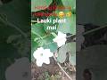 Hand pollination fruit settle  in Lauki plant # summer vegetable # vegetable plant mai fruits settle