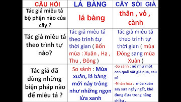 Lớp 4 TLV tuần 23 bài luyện tập miêu tả các bộ phận của cây cối