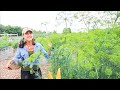 My FAVORITE herb to grow and it's so VERSATILE! / fermenting zucchini relish