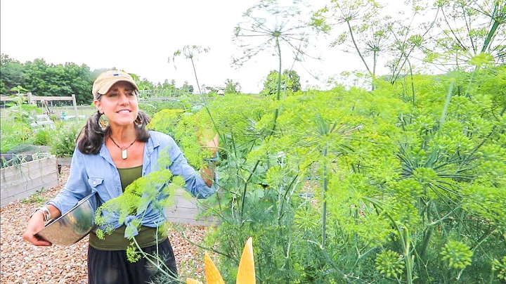 What you DIDN'T KNOW about Dill /  fermenting zucc...