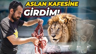 Aslan Kafesi̇ne Gi̇rdi̇m Evde Sakin Denemeyi̇n