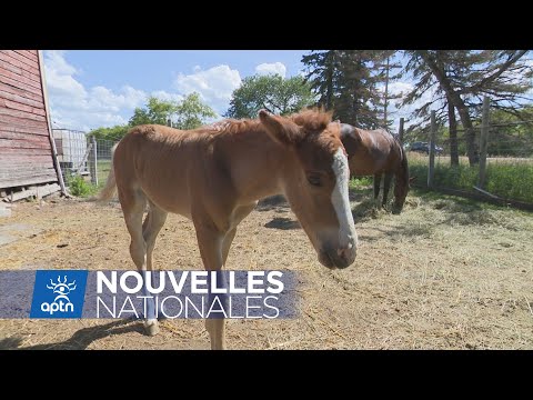 Vidéo: Dulmen Poney Horse Race Hypoallergénique, Santé Et Durée De Vie