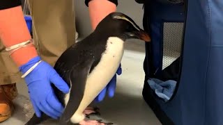 Penguin Nursed Back to Health After Long Journey screenshot 4
