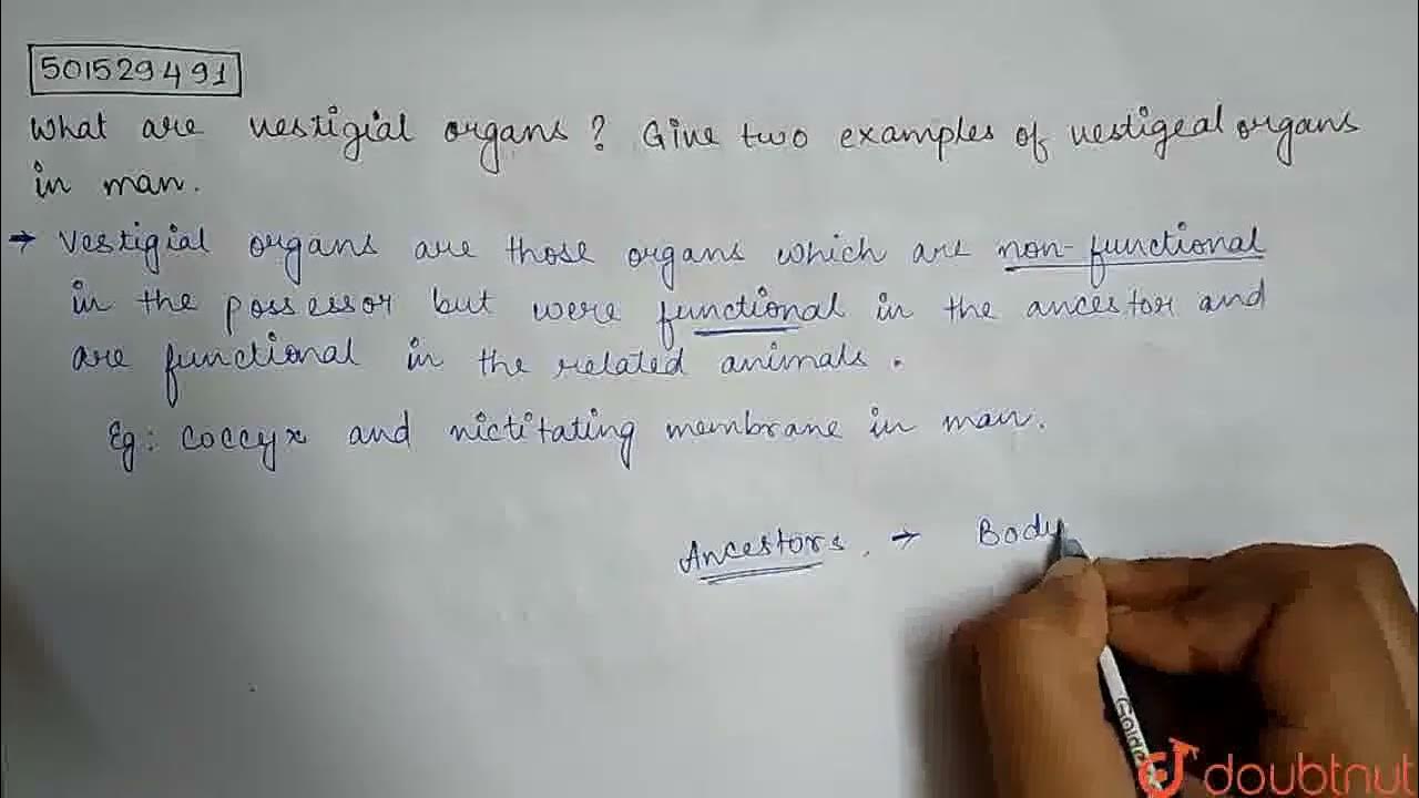 what-are-vestigial-organs-give-two-examples-of-vestigial-organs-in-man