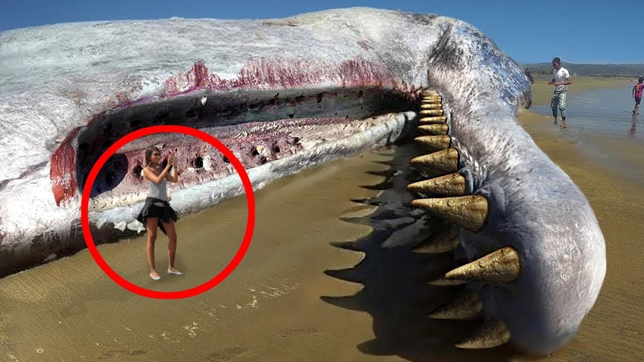 10 Weird Creatures Washed Up On Shore YouTube