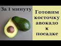 Самый простой способ подготовить и посадить косточку авокадо. Пошагово!