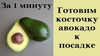 картинка: Самый простой способ подготовить и посадить косточку авокадо. Пошагово!