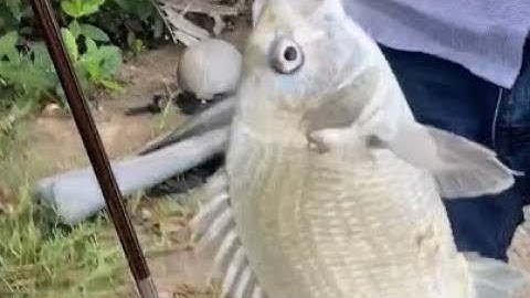 Tết Tây về cần giờ câu cá tráp với cần thủ    Đồng tháp Châu da mộng ...