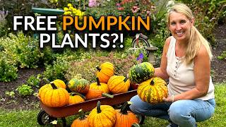 How to Get Free Pumpkin Plants by Smashing Old Pumpkins!