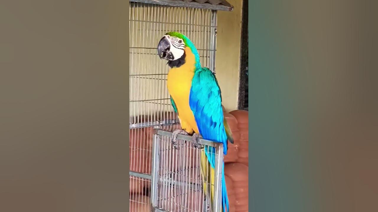 Sientific Name-ARE ARARAUNA, Is a large South American Parrot.The blue