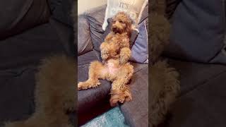 Person Finds Dog Laid Back And Sleeping On The Couch