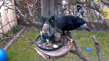 Reolink Captures: Birds in My Garden