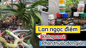 Kích rễ lan ngọc điểm ( đai châu, nghinh xuân) | nguyên nhân lan không ra rễ | hoa lan Trần Khương