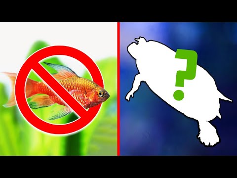 Video: Aquarium LED Review: Finnex geplant + 24/7