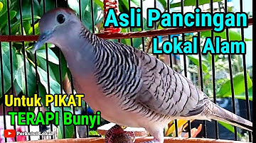 Perkutut Lokal Gacor Suara Pancingan Perkutut Paling Ampuh Langsung Nyaut #perkututlokalgacor 