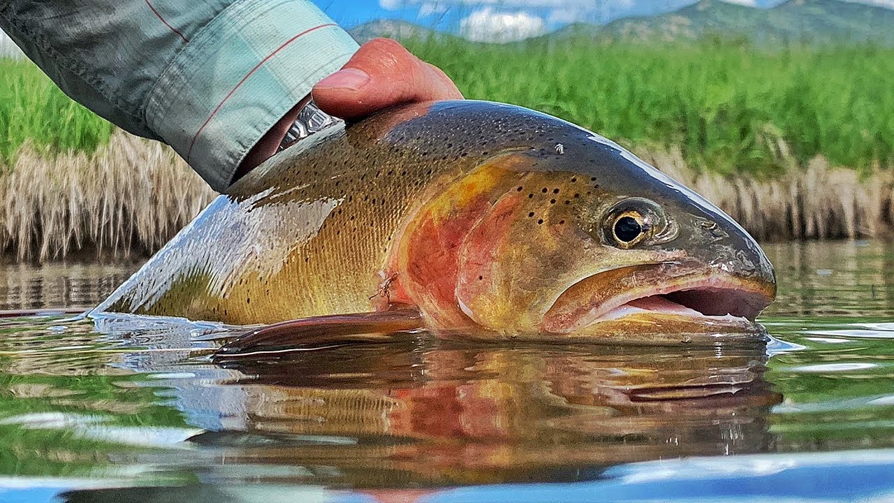 Jackson Hole Fly Fishing JD High Country Outfitters YouTube