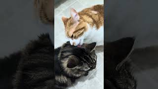 Taking Care of His Lil Bro #cat #cats #catshorts #catvideos #catlife #catlove #love #brother #care