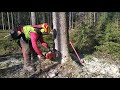 Work in the forest with STIHL MS 500i - 29/21