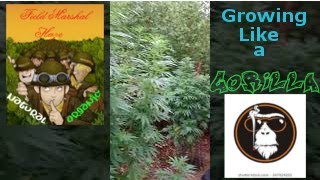 UK GUERILLA GROWING..Site 1 GORILLA GOLD by #RealGorillaSeeds