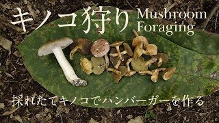 #32 キノコ狩り 【 Mushroom Foraging 】【Bushcraft】【焚き火で調理】