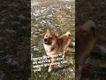 Simba Happy for the new year 🎉 #shibenation #dogbreed #doglove #japanesedog #shibainu #shibainulove