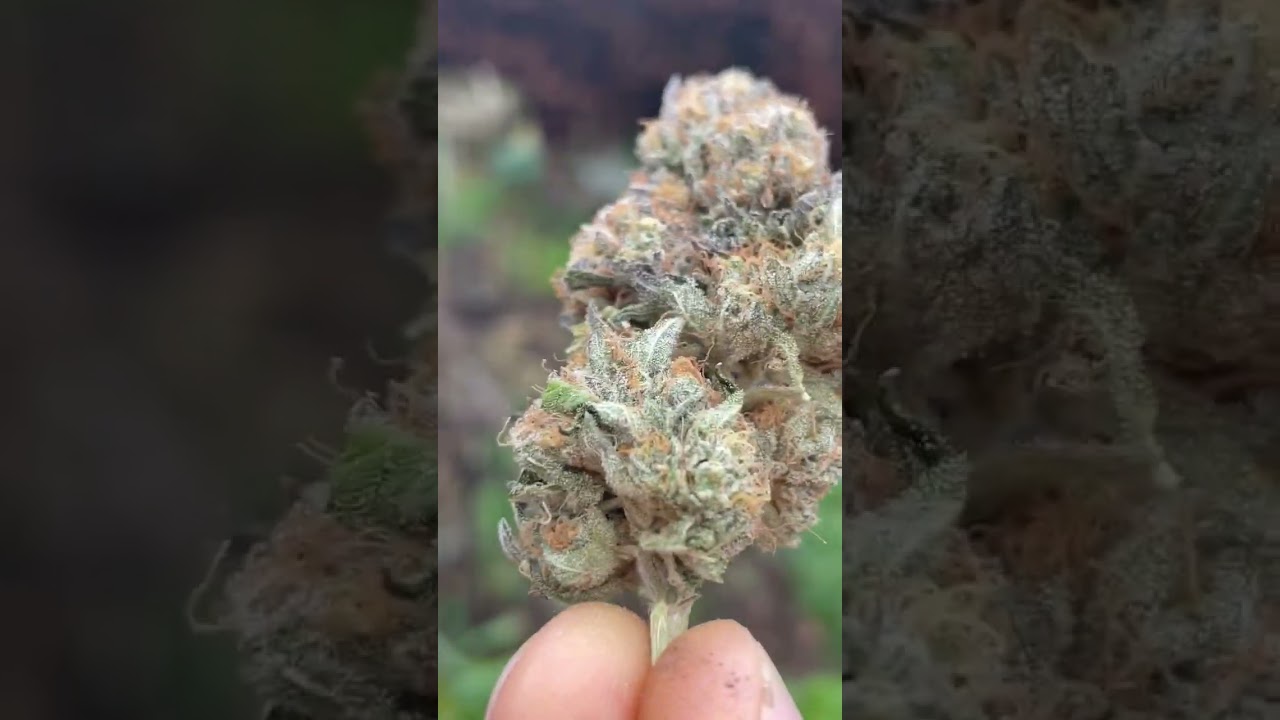 Wedding Cake x Peach Ozz Perfect Tree Seeds