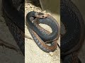 ular paling berbahaya di papua - taipan papua