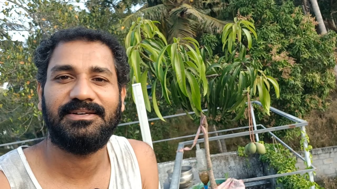 ഒന്നര വയസ്സിൽ കായ്ച്ച കോട്ടൂർക്കോണം 