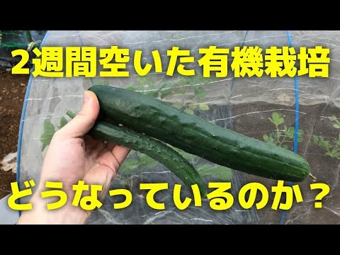 シェア畑 有機栽培の野菜畑に2週間ぶりに行くと何が変わっているのか Youtube
