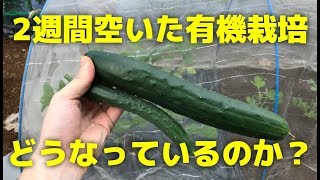【シェア畑】有機栽培の野菜畑に2週間ぶりに行くと何が変わっているのか？