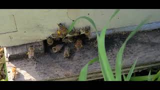 как отмечаем новые сады где будут стоять пчелы на опыление
