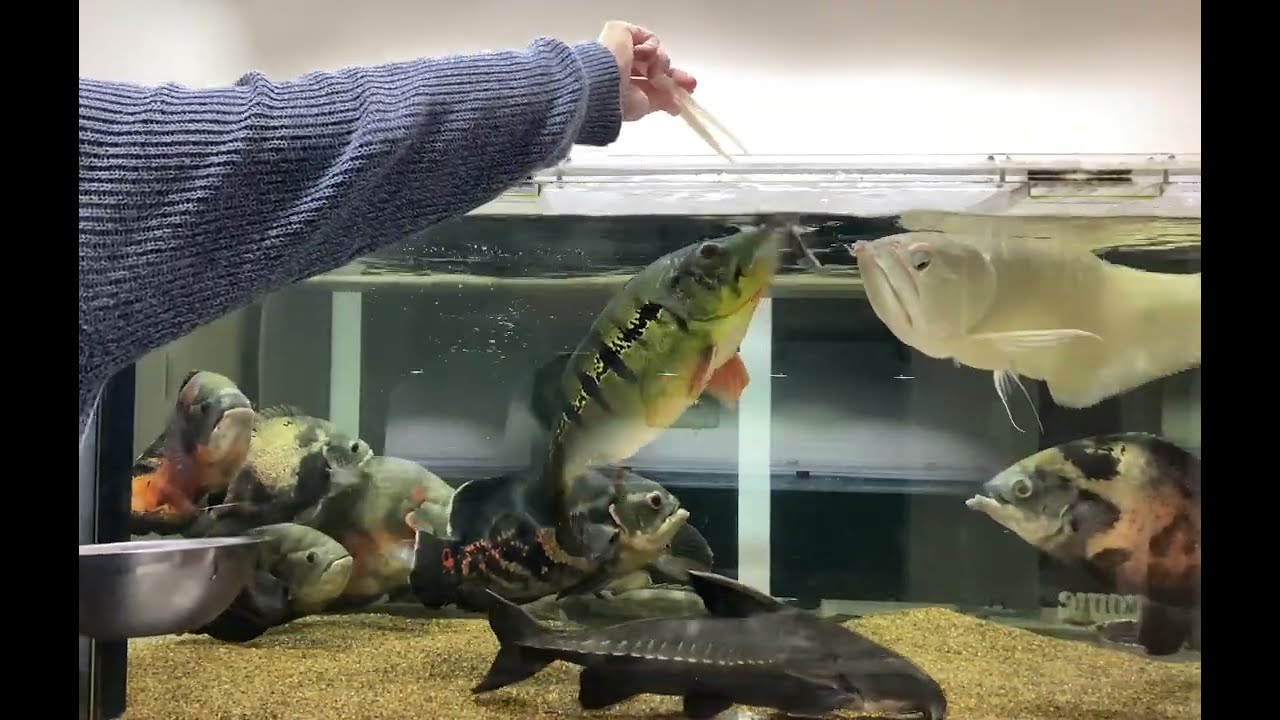 キクラ・インターメディア飼育方法｜成長・混泳・餌の実体験まとめ