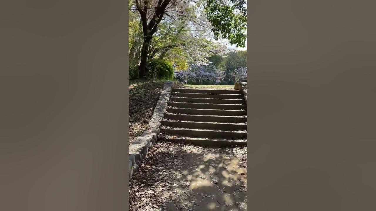 大牟田 延命公園 桜 YouTube