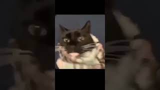 Meme Cat #Cat #Cats #Meme #Tiktok #Tt ##Short #Memes #Memesdaily #Дс