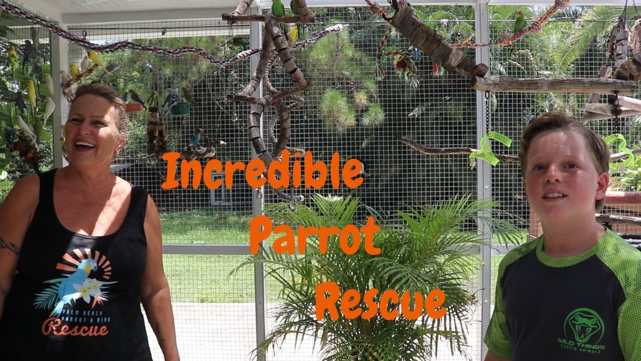 See the Incredible Parrot Rehabilitation Efforts at Palm Beach Parrot ... - Custom Parrot Wing Rehabilitation Equipment