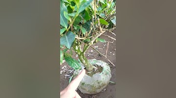 Chọn cây chè xanh gốc cổ thụ cho khách