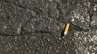 Paradisiac- Visitator.