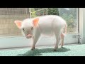 生まれて初めてのひなたぼっこで寛ぐミニブタがこちらです笑【2日目】