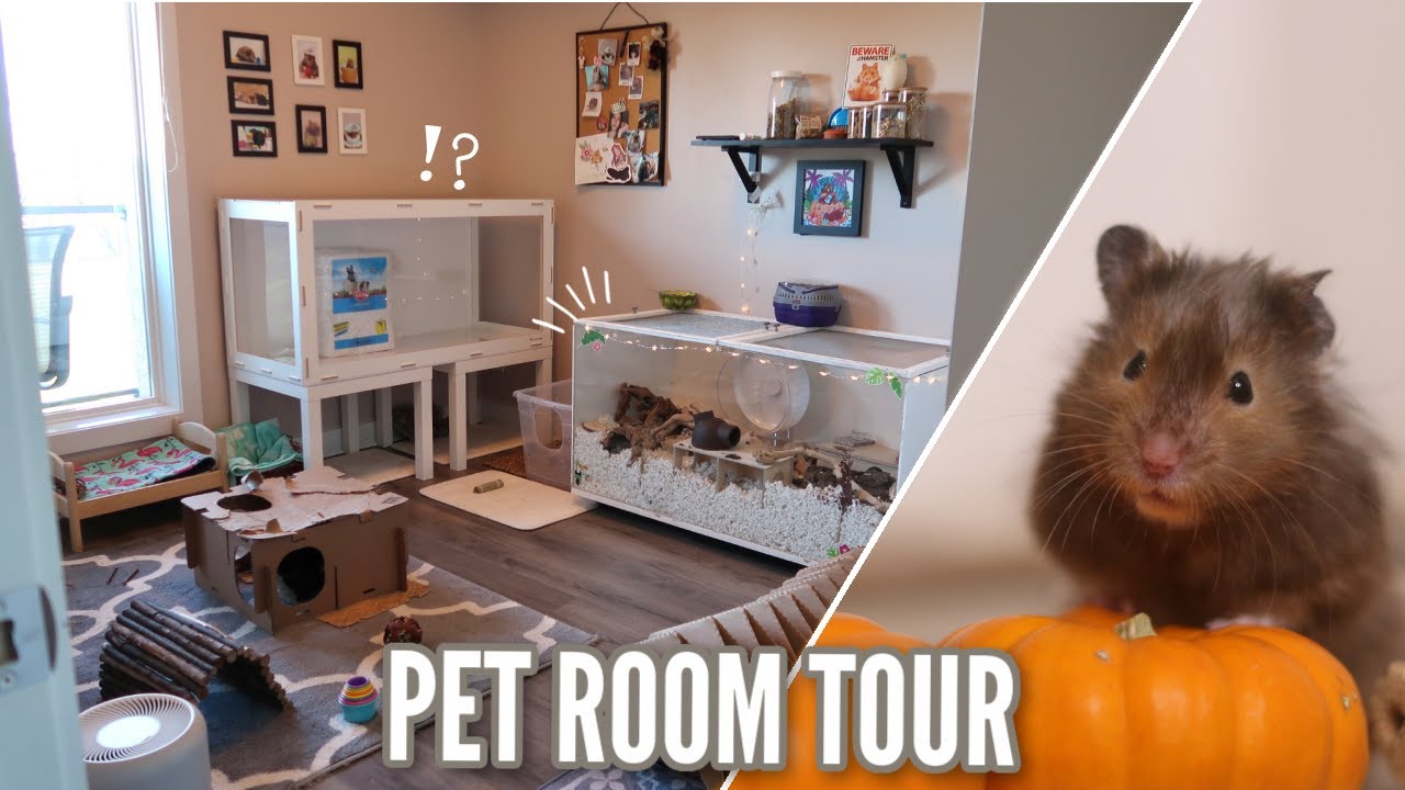 The petting room