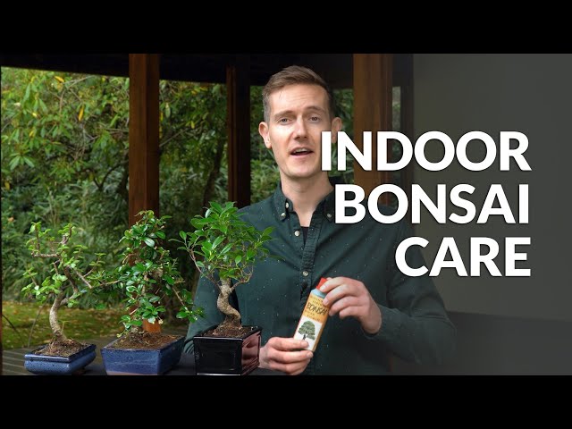 Indoor Bonsai care class=